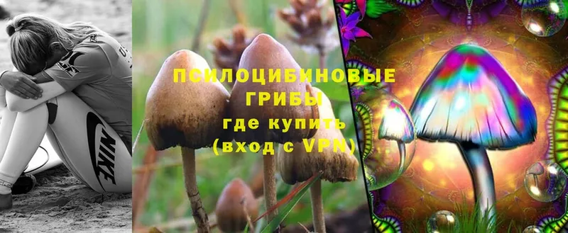 Псилоцибиновые грибы GOLDEN TEACHER  Димитровград 